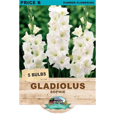 Gladiolus Sophie - 5 Bulbs