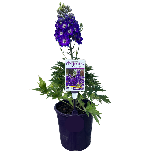 Delphinium Delgenius Glitzy 20cm