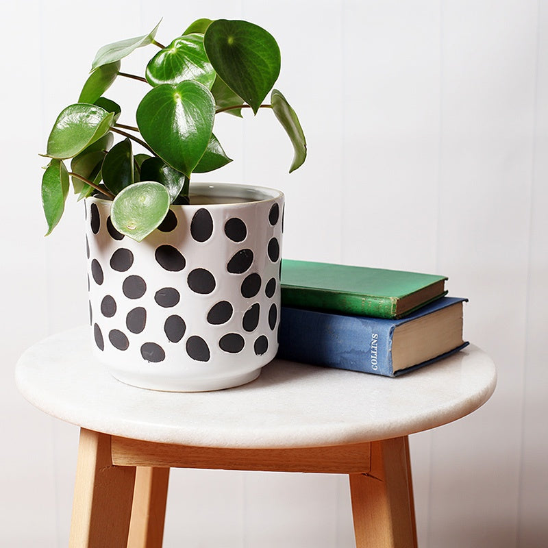 Dots Pot Small