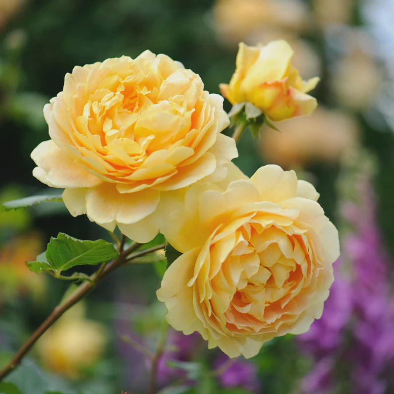Rose 'Golden Celebration' 20cm