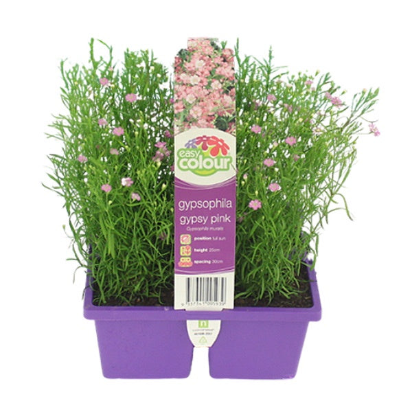 Gypsophila Pink