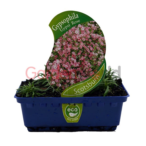 Gypsophila Gypsy Rose Punnet