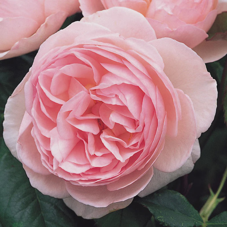 Rose Heritage Bush 20cm