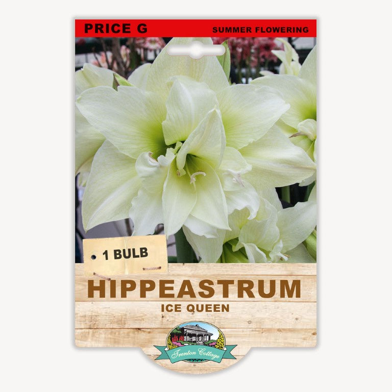 Hippeastrum Ice Queen - 1 Bulb