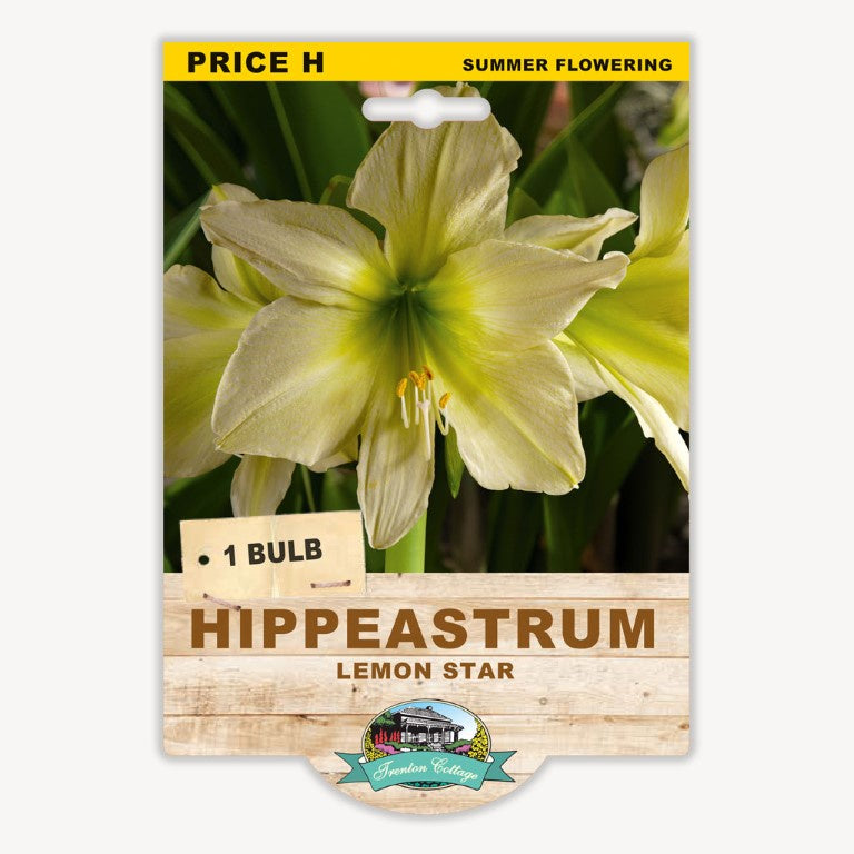 Hippeastrum Lemon Star - 1 Bulb