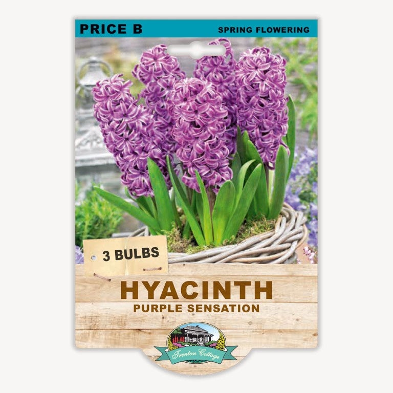 Hyacinth Purple Sensation - 2 Bulbs