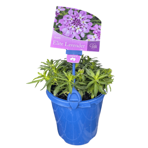 Iberis Elite Lavender 15cm