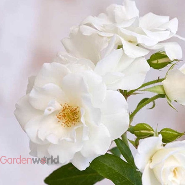 Rose Iceberg Climbing 20cm