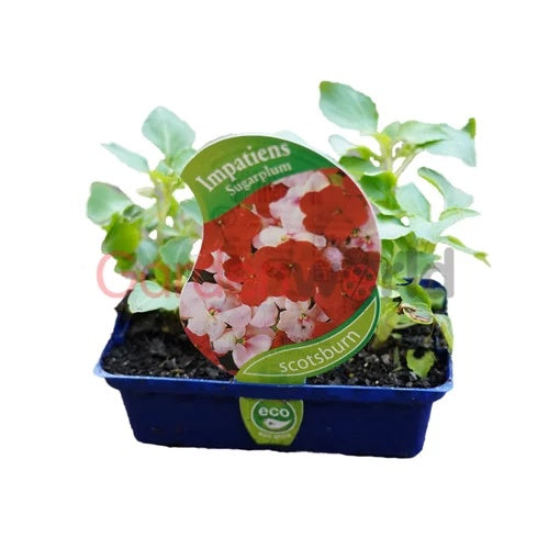 Impatiens Sugarplum Punnet