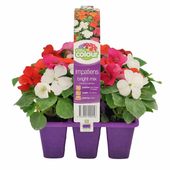 Impatiens Bright Mix