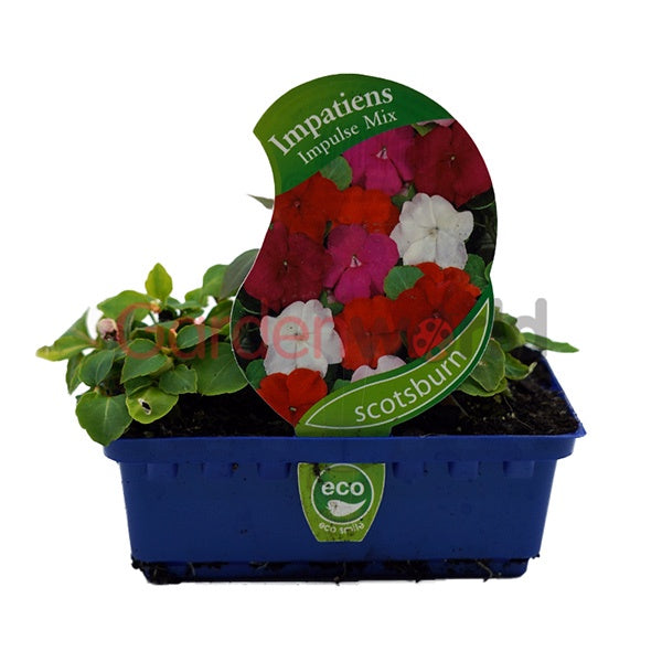 Impatiens Impulse Mix Punnet