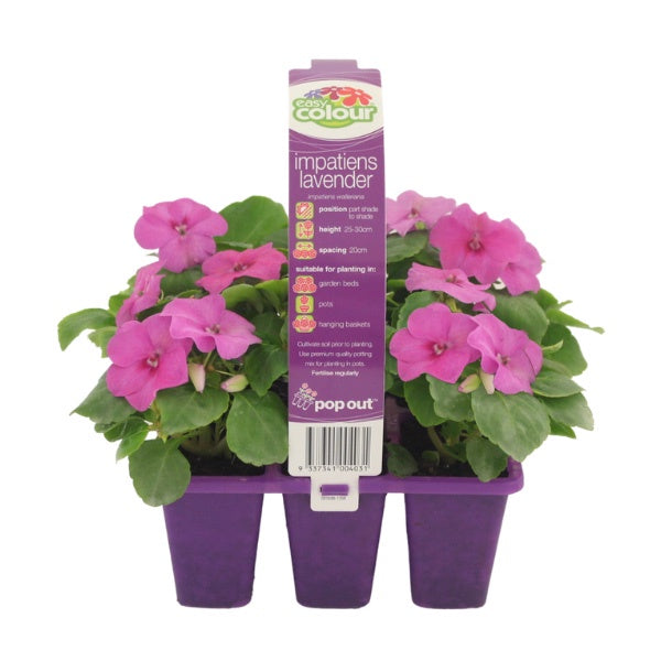 Impatiens Lavender