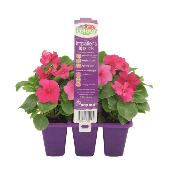 Impatiens Lipstick