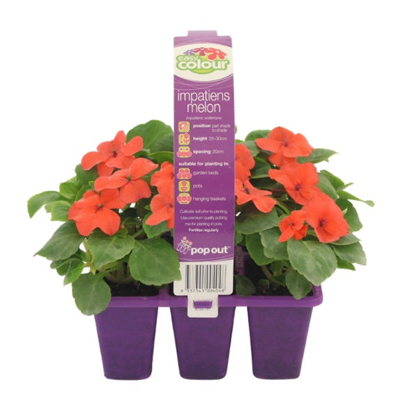 Impatiens Melon
