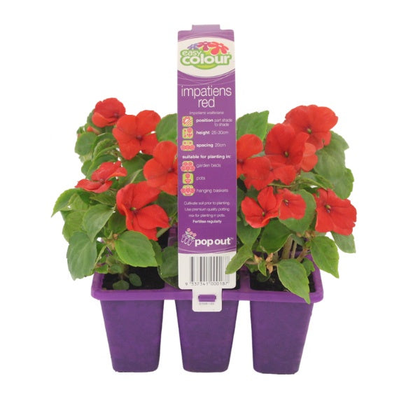 Impatiens Red