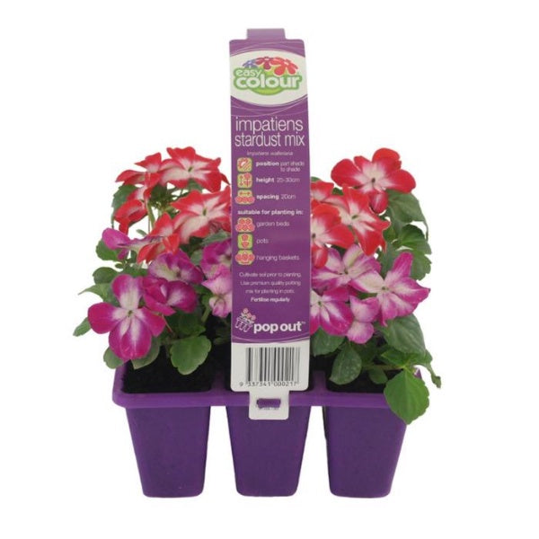 Impatiens Stardust Mix