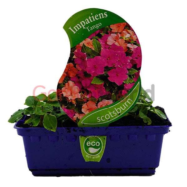 Impatiens Tango Punnet