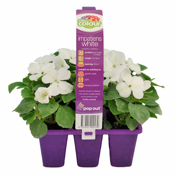 Impatiens White