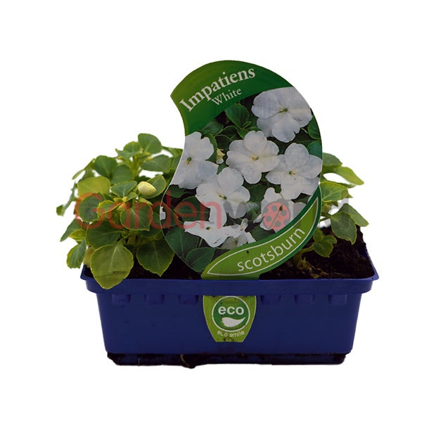 Impatiens Impulse White Punnet