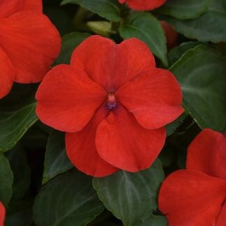 Impatiens Red Punnet