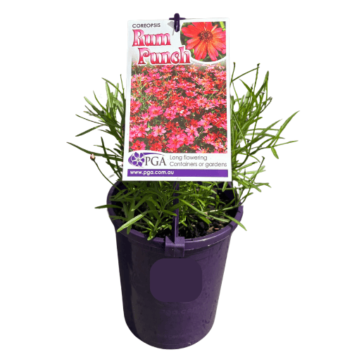 Coreopsis Rum Punch 14cm