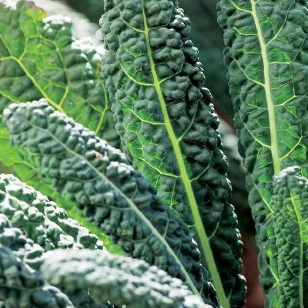 Kale Black Toscana Punnet