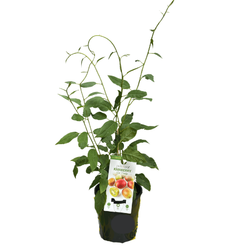 Kiwiberry Actinidia 14cm
