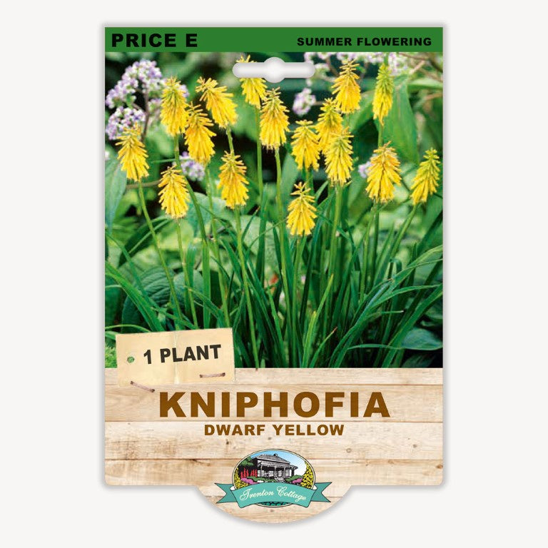 Kniphofia Dwarf Yellow - 1 Plant