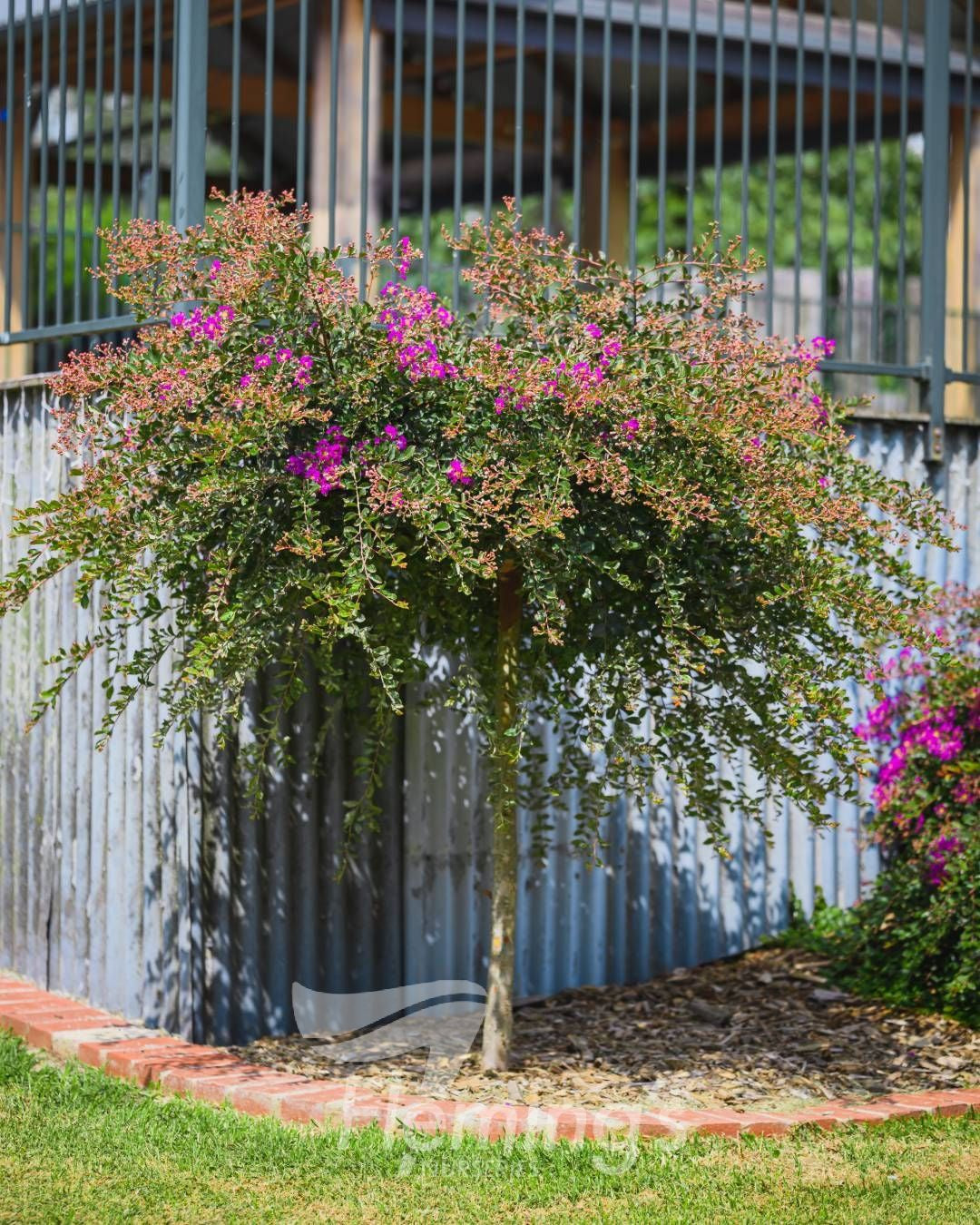 Lagerstroemia indica New Orleans 45L Standard