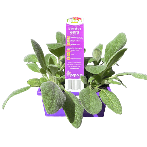 Stachys Lambs Ears