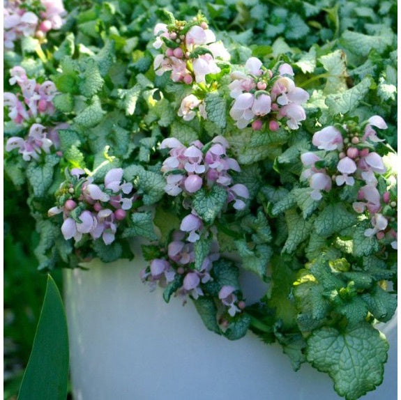 Lamium Candy Frost 14cm