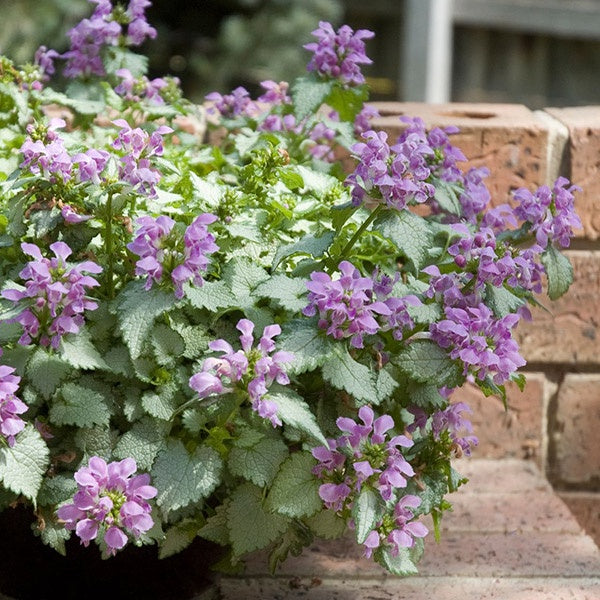 Lamium Orchid Frost 14cm