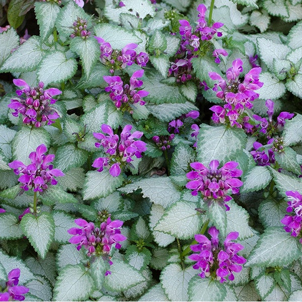 Lamium Stormy Frost 14cm