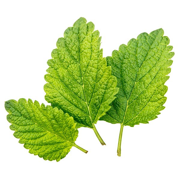 Lemon Balm 10cm