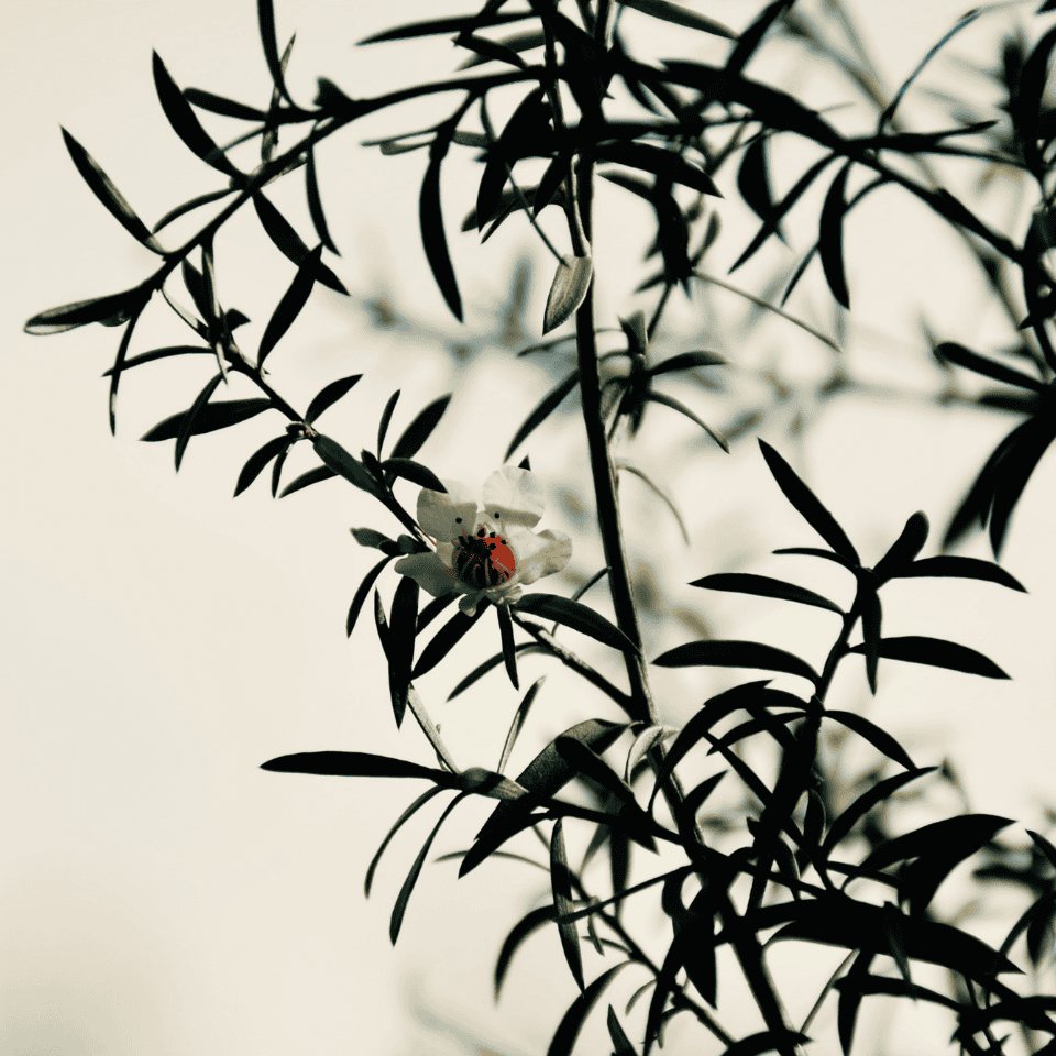Leptospermum Starry Night 33cm