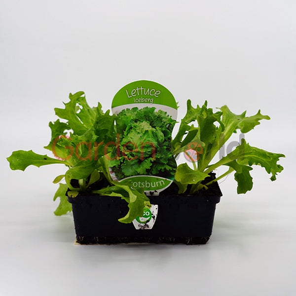 Lettuce Iceberg Punnet