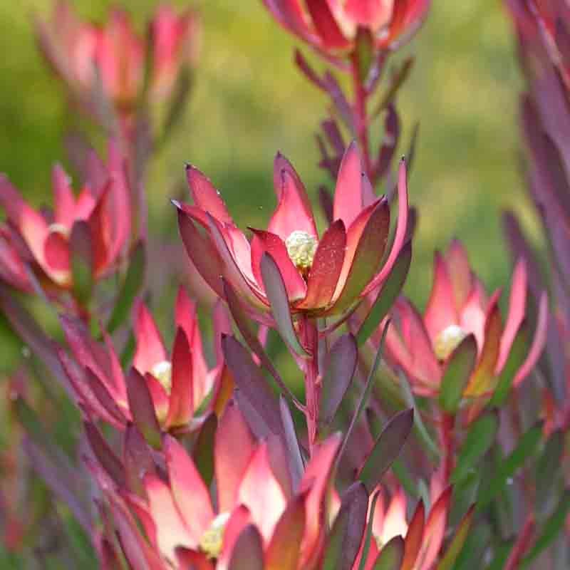 Leucadendron 'Devils Blush' 14cm
