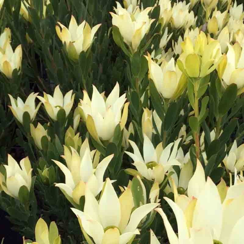 Leucadendron 'Lime Magic' 14cm