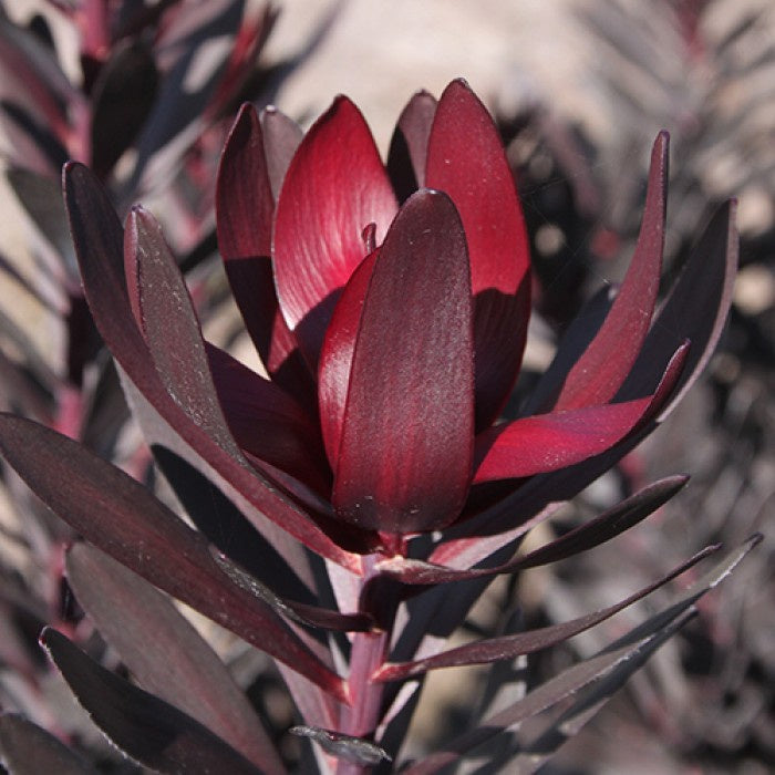 Leucadendron 'Burgundy Sunset' 14cm