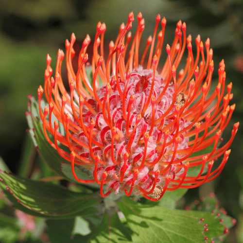 Leucospermum 'Carnival Orange' 20cm