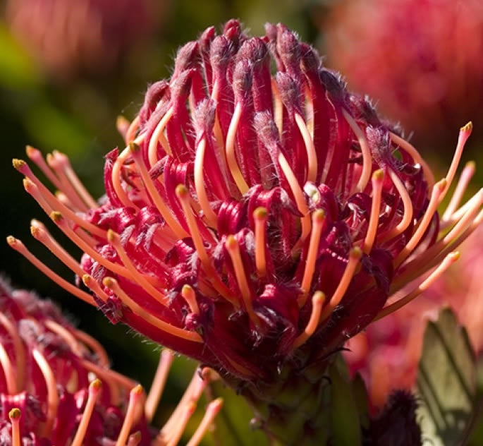 Leucospermum 'Carnival Red' 14cm
