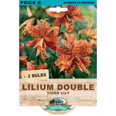 Lilium Double Tiger Lily - 2 Bulbs
