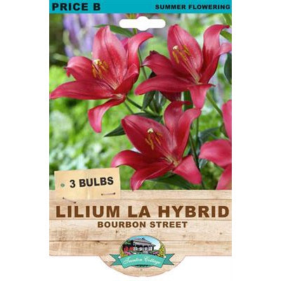 Lilium LA Hybrid Bourbon Street - 3 Bulbs