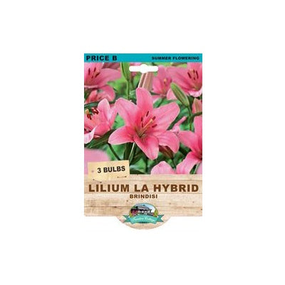 Lilium LA Hybrid Brindisi - 3 Bulbs