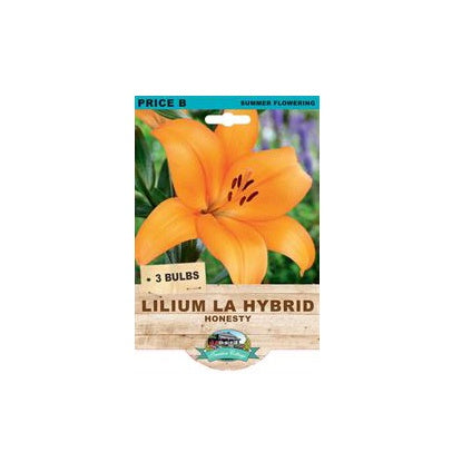 Lilium LA Hybrid Honesty - 3 Bulbs