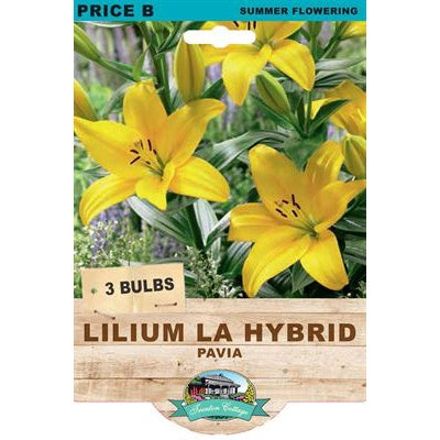 Lilium LA Hybrid Pavia - 3 Bulbs