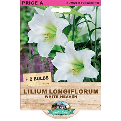 Lilium White Heaven - 2 Bulbs