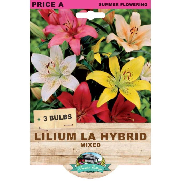 Lilium LA Hybrid Mixed - 3 Bulbs