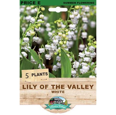 Lily of the Valley White - 5 Plants