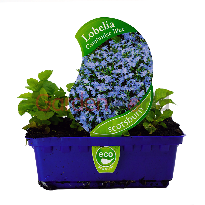 Lobelia Cambridge Blue Punnet